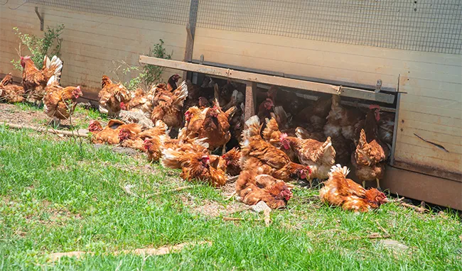 Poules dans l'herbe